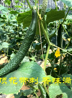 密云农家新鲜种植绿黄瓜 长黄瓜 香脆可口 顶花带刺 500g