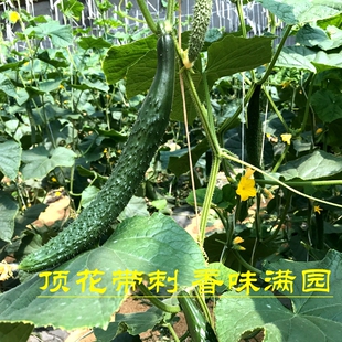 密云农家新鲜种植绿黄瓜 长黄瓜 香脆可口 顶花带刺 500g