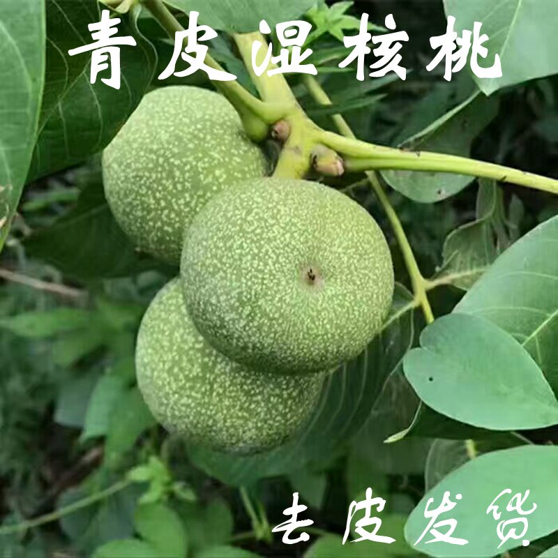 密云山区新湿核桃 湿核桃坚果薄皮 孕妇适宜 生吃磨豆浆 5斤