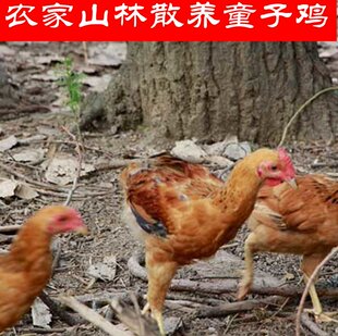 密云农家山林散养童子鸡小公鸡桶子鸡筒子鸡 喂五谷杂粮 约1.2斤