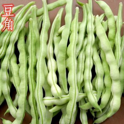 密云农家新鲜扁豆 豆角 架豆 农家肥种植 现摘发货 清炒鲜嫩 500g