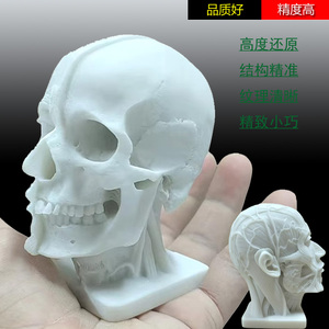 艺用人体肌肉骨骼解剖美术石膏头骨小号骷髅头像树脂模型绘画参考