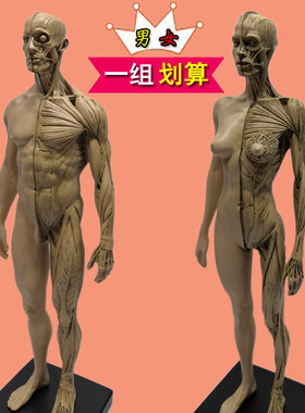 肌肉骨骼美术艺用人体解剖模型