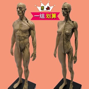 男女一组 雕塑艺用人体肌肉骨骼解剖模型美术医用CG参考3Dmax绘画