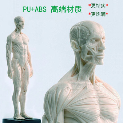 3Dmax绘画素描设计雕塑医艺用人体骨骼肌肉头骨解剖全身结构模型