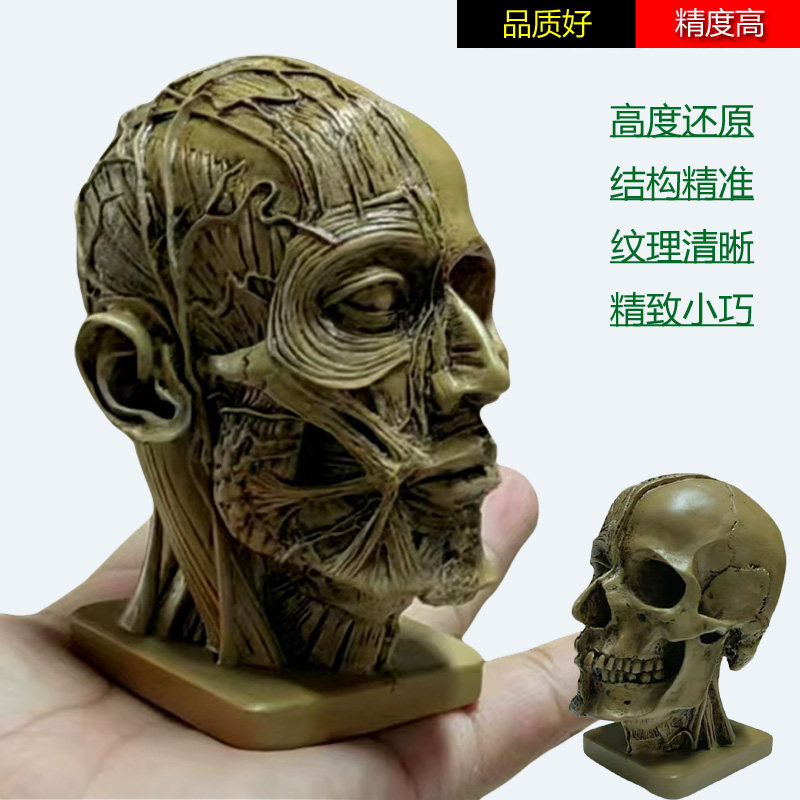 艺用人体肌肉骨骼解剖美术小号骷髅头像石膏头骨树脂模型绘画参考
