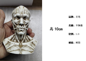 1:3美术医学静物绘画参考 艺用人体肌肉骨骼头雕头骨 半胸像模型