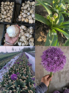 花在云间/进口大花葱种球-大使球王种球，耐寒冷多年生包对版