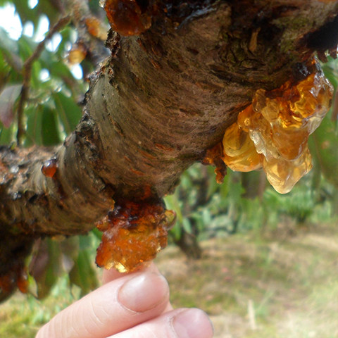 桃胶桃花泪干货 高山桃树胶250g 农产品桃浆桃脂干桃胶