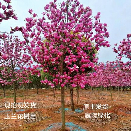 玉兰花树苗室外庭院绿化植物大花红玉兰黄玉兰紫玉兰白玉兰四季种