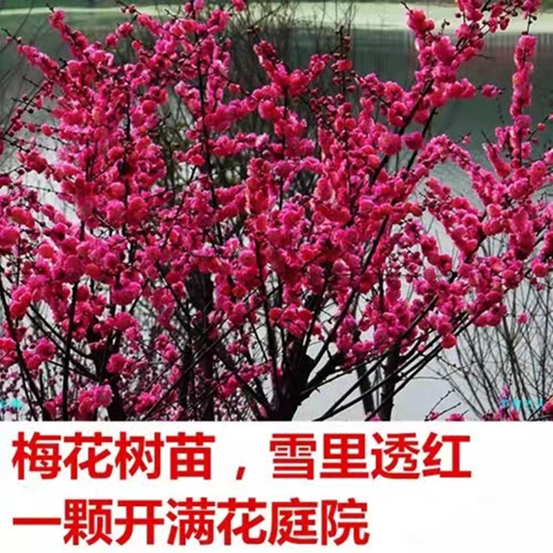 红梅原生树苗庭院带花苞带土球图片