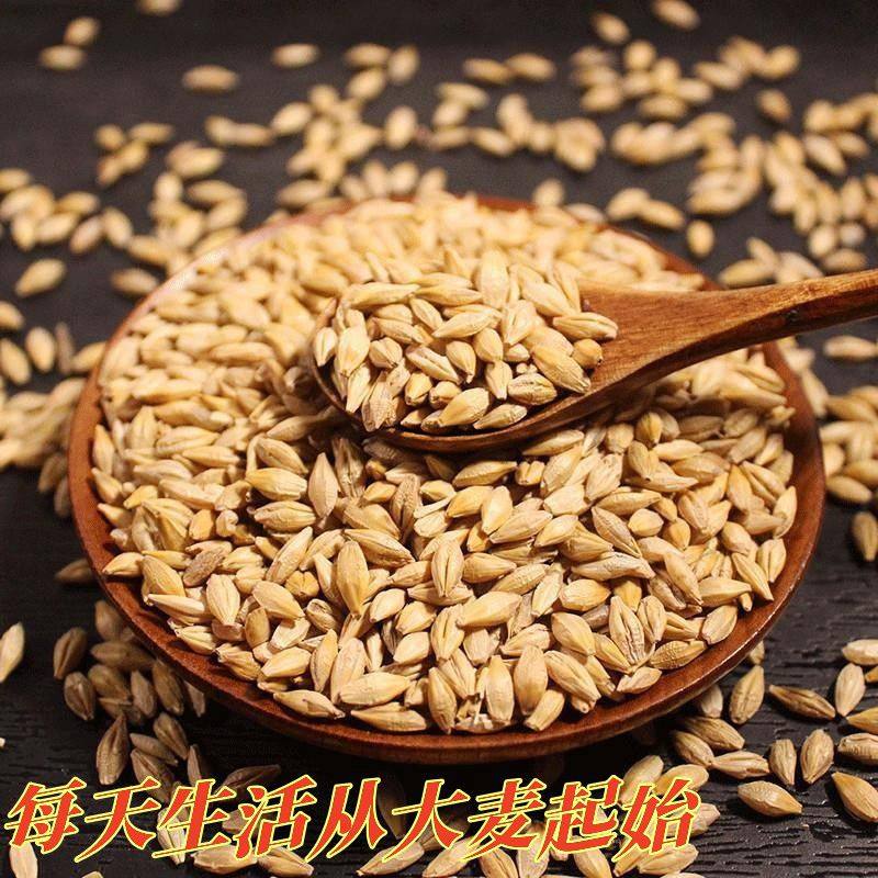 新大麦粒五谷杂粮可泡茶带壳种子发芽麦芽糖酿酒榨汁原料回奶结婚