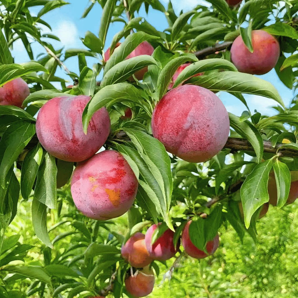 李子树苗三华李北方南方种植早熟三华李子果树苗阳台盆栽当年结果