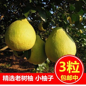 3粒梅州梅县小小沙田柚金柚纯甜柚子新鲜水果小果老树三个小柚子
