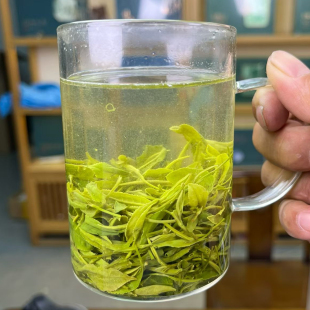 2026新茶信阳毛尖雨前芽叶春茶绿茶口粮茶大叶茶耐泡一芽多叶
