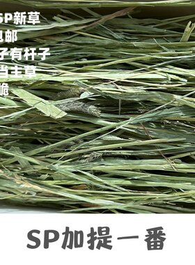 sp兔子草赛级加提一番兔子