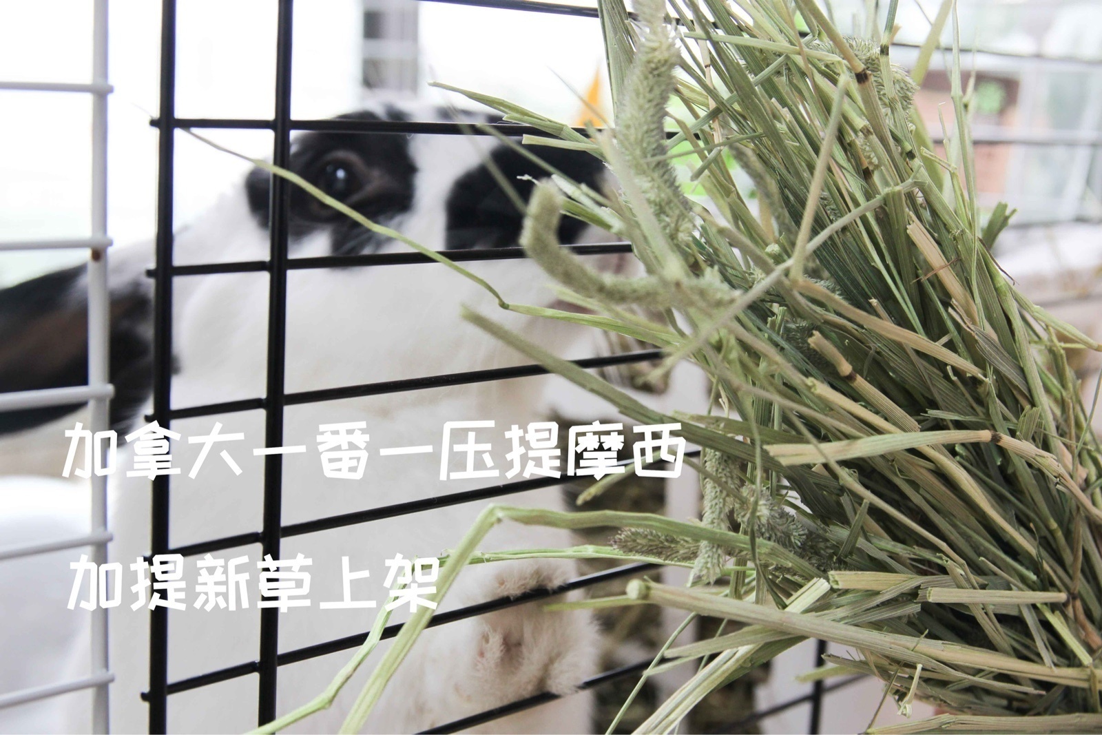 【小兔乔治肥嘟嘟】加拿大提摩西草兔子一番一压真空500g加提一番