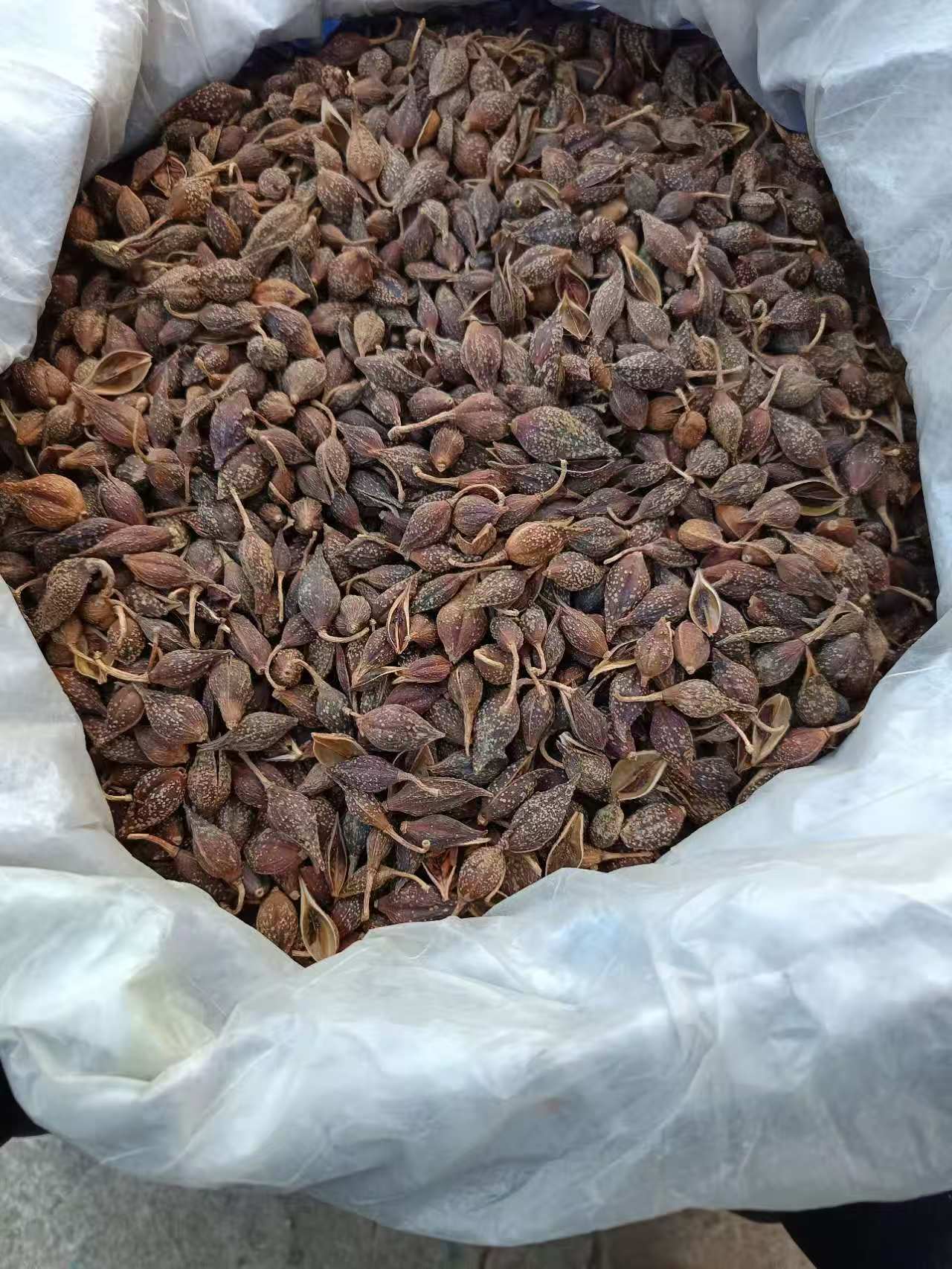 连翘纯野生好货新采新晒无熏硫颗粒饱满一斤19.9