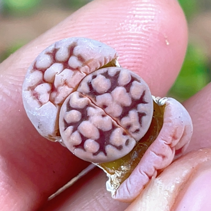 优选粗纹爱爱玉,鲜花速递/花卉仿真/绿植园艺,多肉植物,淘宝优惠券,粉丝福利购,淘宝优惠卷