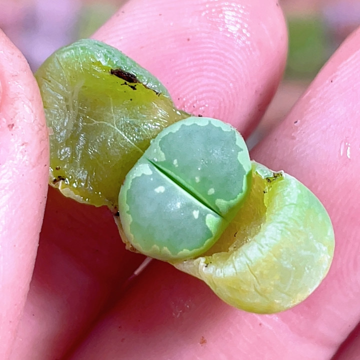 特价c350a荧光绿大牙,鲜花速递/花卉仿真/绿植园艺,多肉植物,淘宝优惠券,粉丝福利购,淘宝优惠卷