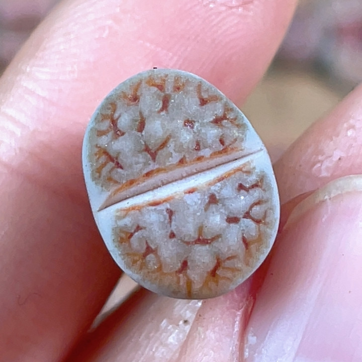 优选睫毛拿铁花纹,鲜花速递/花卉仿真/绿植园艺,多肉植物,淘宝优惠券,粉丝福利购,淘宝优惠卷