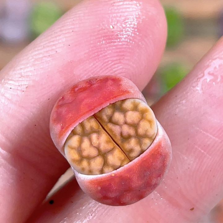 网纹冰橙,鲜花速递/花卉仿真/绿植园艺,多肉植物,淘宝优惠券,粉丝福利购,淘宝优惠卷