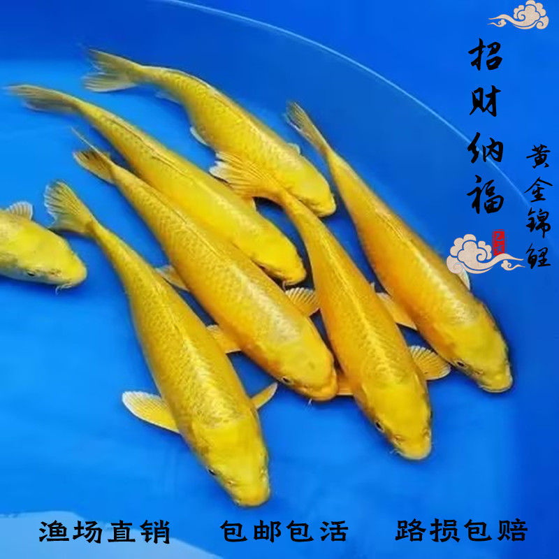 锦鲤纯种活体招财好养观赏鱼