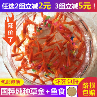 草金鱼活鱼活体观赏鱼苗自养好养耐活鱼冷水鱼锦鲤鱼饲料鱼