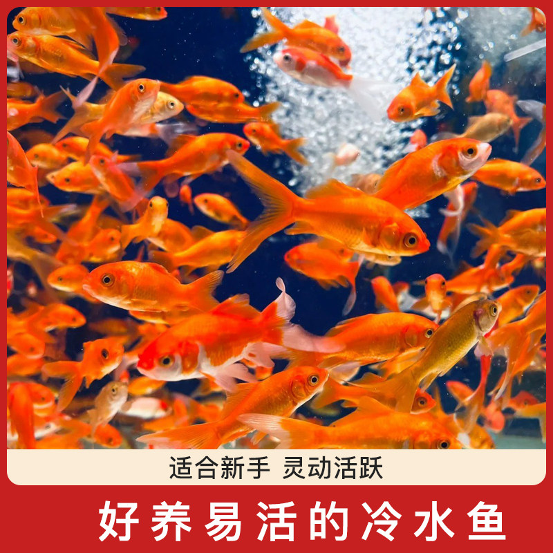 草金鱼活鱼活体观赏鱼苗好养耐活摆摊冷水鱼锦鲤鱼鱼苗金鱼饲料鱼