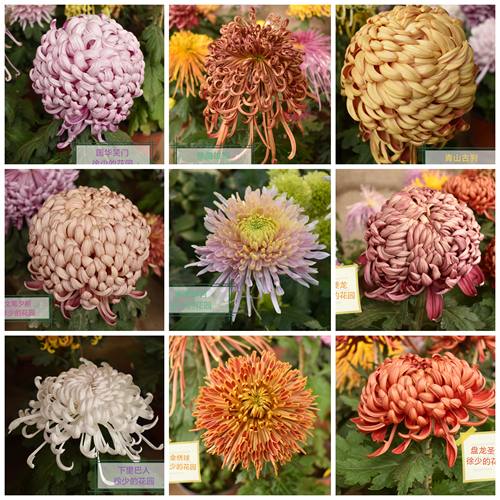 徐少菊花九月菊包对版扦插小苗精品菊花盘龙木兰庭院花卉穴盘小苗