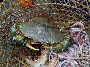 福建东山红鲟膏蟹一只8两左右鲜活螃蟹 活寄活收