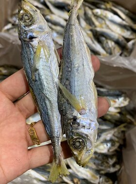 即食带头巴浪鱼/福建特产东山巴浪鱼干咸鱼干货可即食1斤`