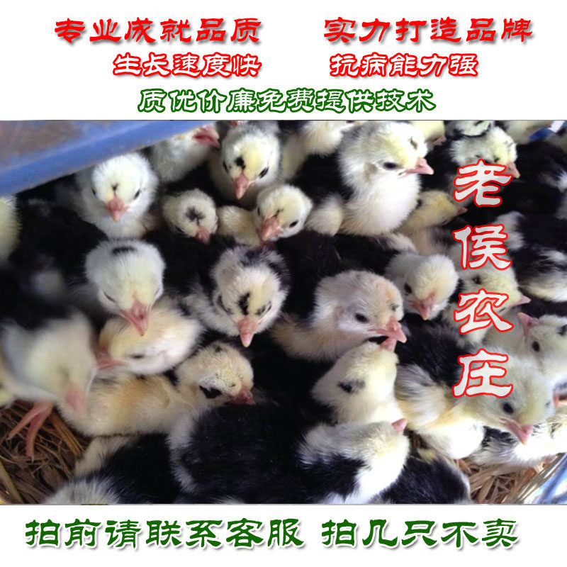 贵妃鸡苗脱温鸡苗贵妃鸡英国纯种贵妃鸡鸡苗疫苗齐全20只起订,农用物资,动物种苗,淘宝优惠券,粉丝福利购,淘宝优惠卷