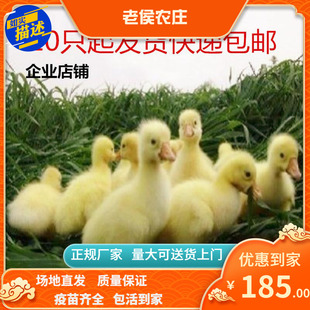 四季鹅苗大种鹅苗大三花鹅苗10只起运麻灰鹅苗皖西鹅苗白鹅苗快递