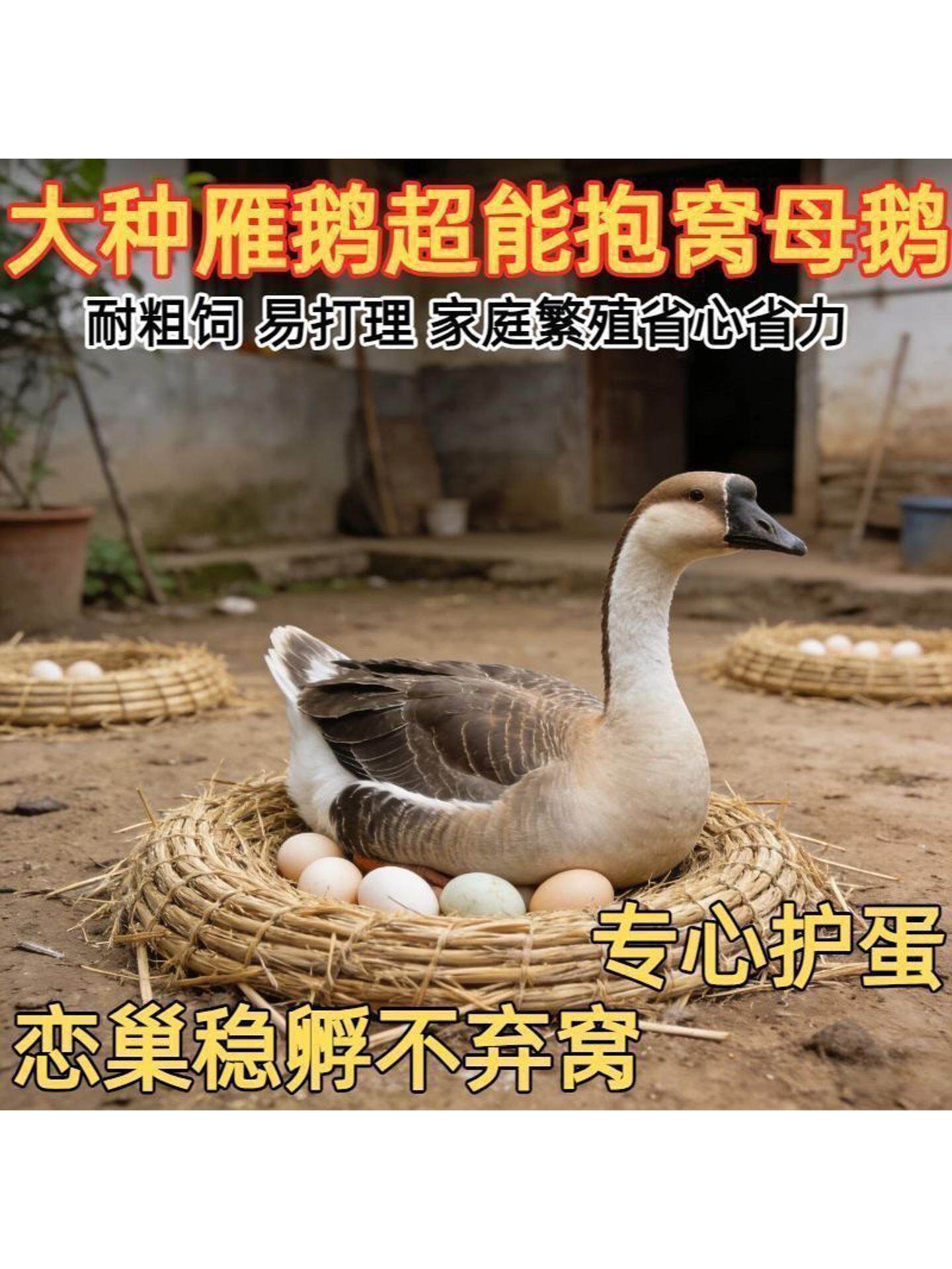 成年灰鹅产蛋王灰鹅大雁鹅大种灰鹅四季鹅下蛋鹅宠物鹅活鹅