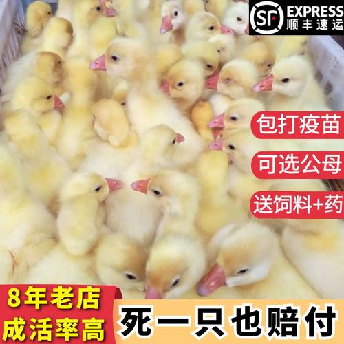 小鹅活苗产蛋王百子鹅幼苗皖西鹅浙东鹅四季鹅仔三花鹅大种白鹅苗