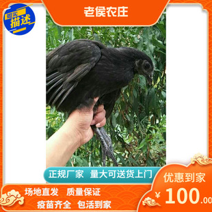 成年五黑一绿苗乌骨鸡脱温乌骨鸡苗脱温五黑鸡苗绿壳蛋鸡