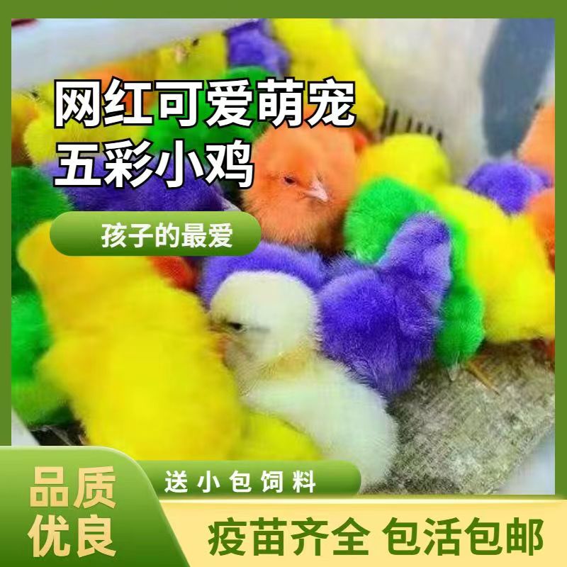 网红活体五彩小鸡活体染色小鸡宠物小鸡包活到家儿童宠物鸡七彩鸡