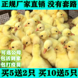 小鹅活苗产蛋王百子鹅大种白鹅苗四季鹅三花鹅皖西鹅浙东鹅苗活体