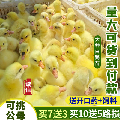 小鹅活苗幼苗产蛋王鹅仔特大种狮头鹅苗四季浙东白鹅三花鹅苗活体