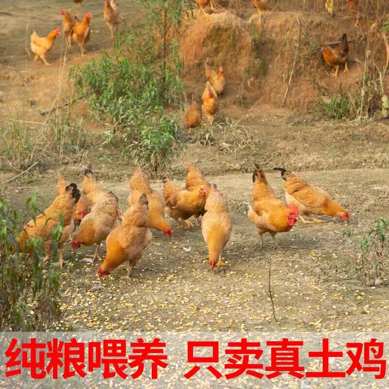 2斤左右土母鸡待产小母鸡柴鸡青年鸡农家散养鸡淮南草鸡红公鸡