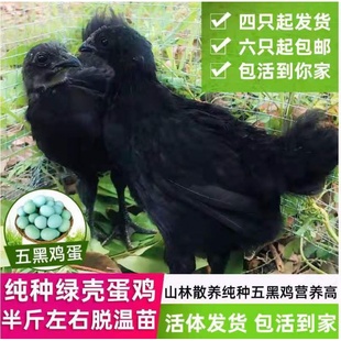 散养纯种五黑鸡，活体绿壳蛋鸡五黑鸡活苗脱温苗乌骨鸡包活到家