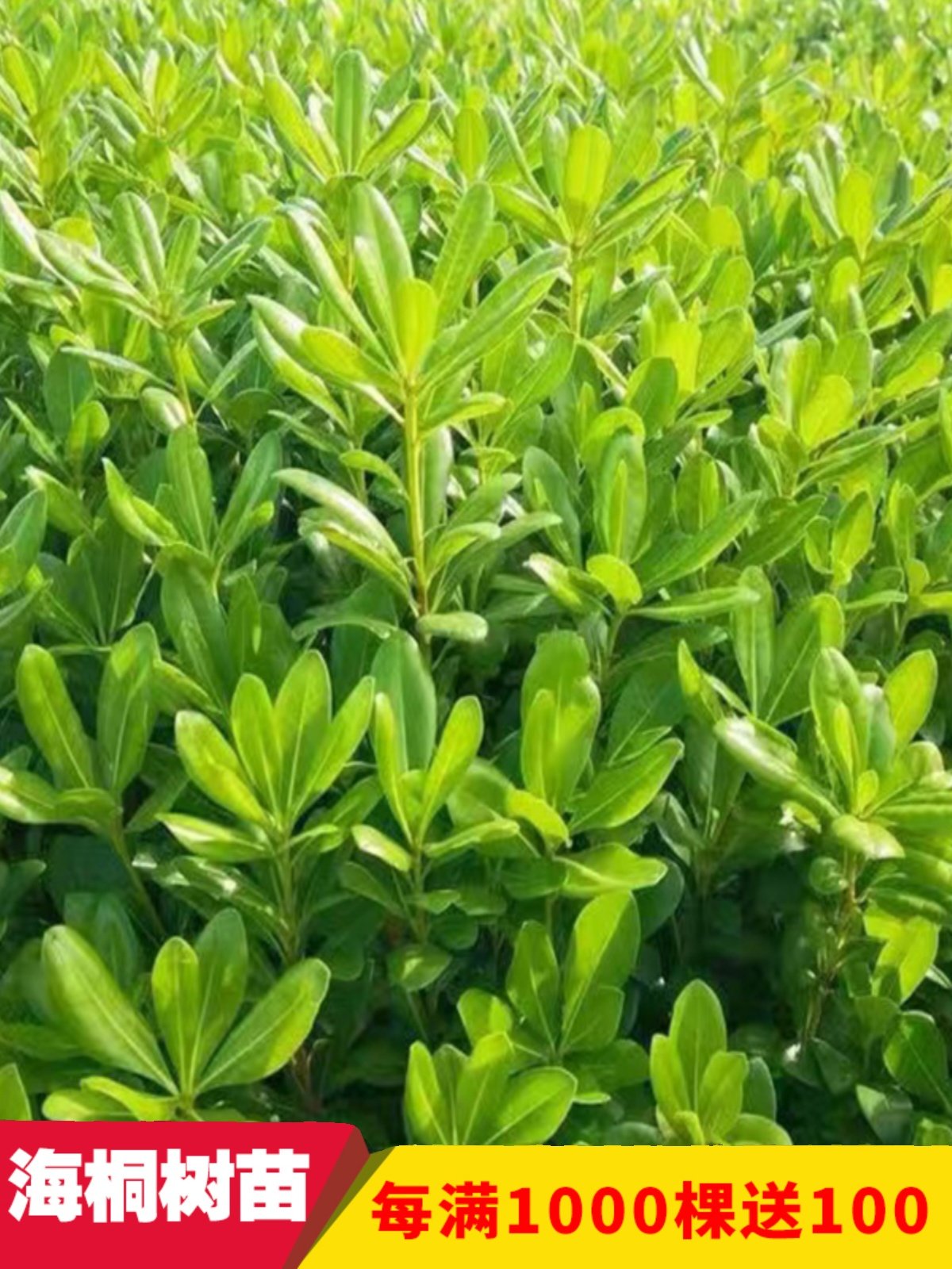 海桐苗七里香观花观叶植物篱笆庭院浓香花卉盆栽工程苗木直销包邮