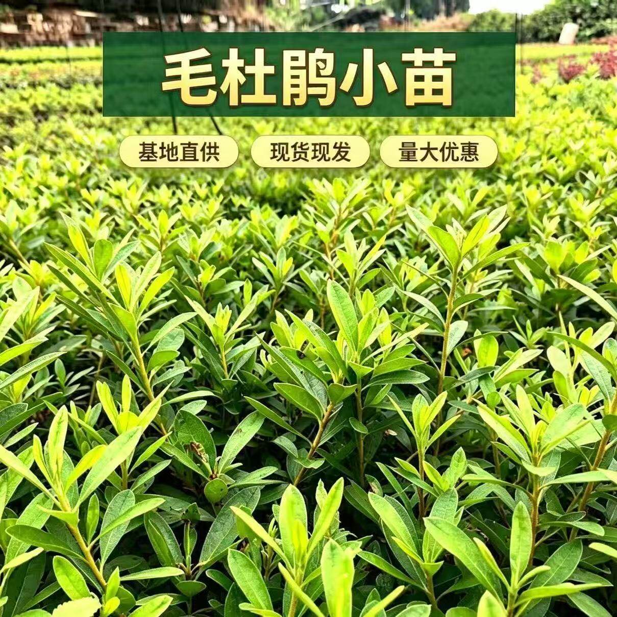 杜鹃花苗工程毛杜鹃量大春夏开花鹃庭院花卉杯苗小区绿化植物包邮