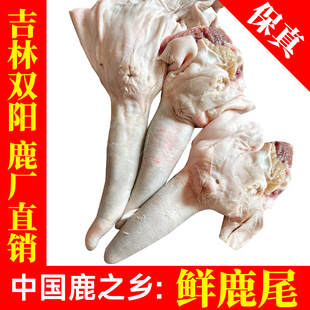吉林鹿乡正品梅花鹿 鲜鹿尾巴 可搭配 鹿鞭 鹿茸片 煲汤泡酒400克