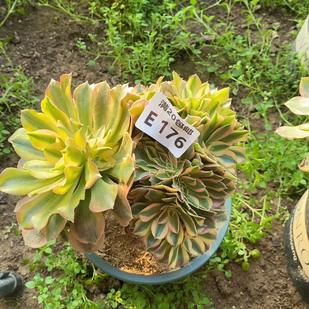 176,鲜花速递/花卉仿真/绿植园艺,多肉植物,淘宝优惠券,粉丝福利购,淘宝优惠卷