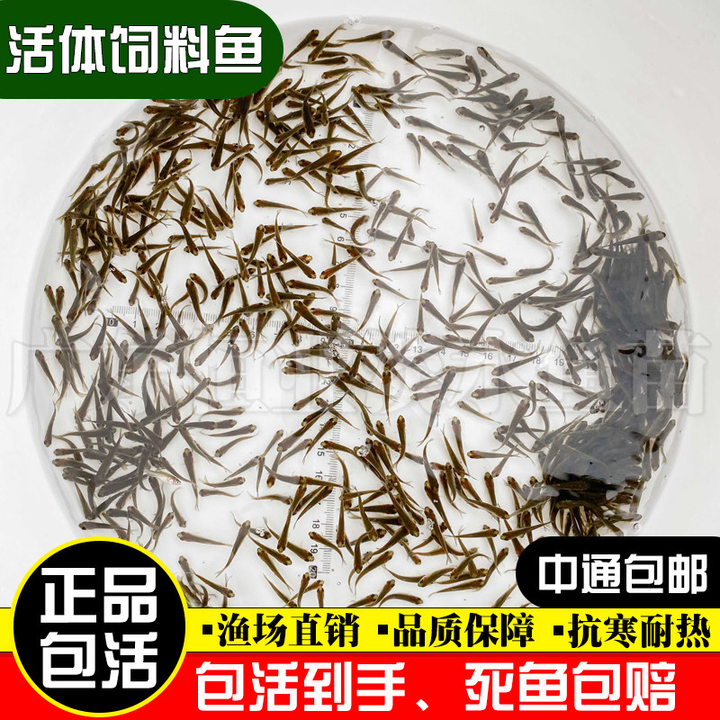 喂乌龟饲料鱼小鱼活体养殖活鱼龙鱼活食饲料淡水鱼苗草鱼苗鲫鱼苗