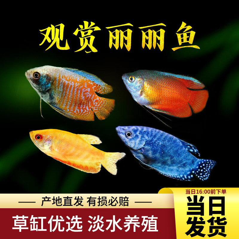 观赏鱼曼龙鱼丽丽招财五彩丽丽血丽丽红丽丽蓝曼龙黄曼龙鱼包活鱼