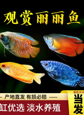 观赏鱼曼龙鱼丽丽招财五彩丽丽血丽丽红丽丽蓝曼龙黄曼龙鱼包活鱼