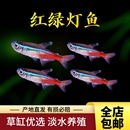 观赏鱼红绿灯小型灯科热带鱼群游草缸活体宝莲灯红莲灯绿莲灯包活